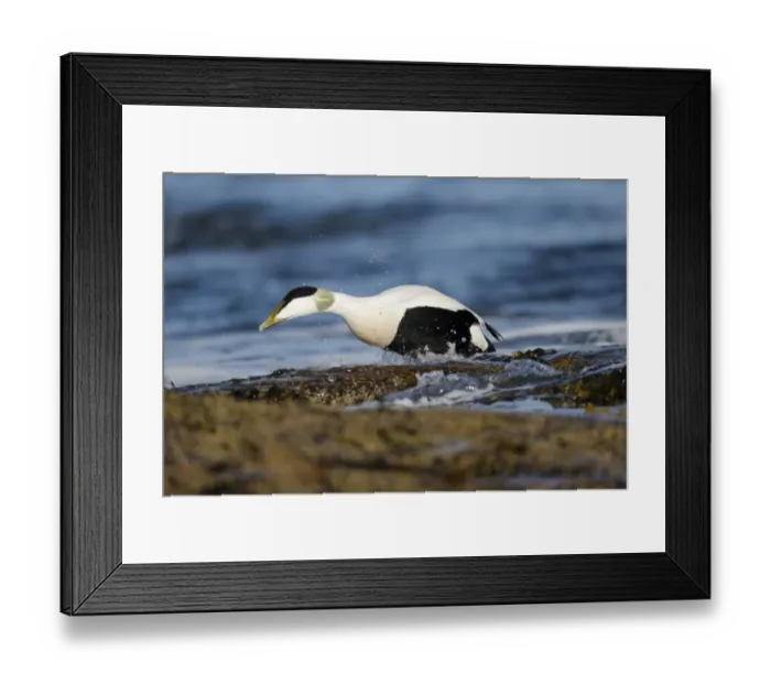 Framed Print : Common Eider (Somateria mollissima) adult male, breeding plumage, coming out of sea onto rocks, Northumberland Framed Print : Common Eider (Somateria mollissima) adult male, breeding plumage, coming out of sea onto rocks, Northumberland