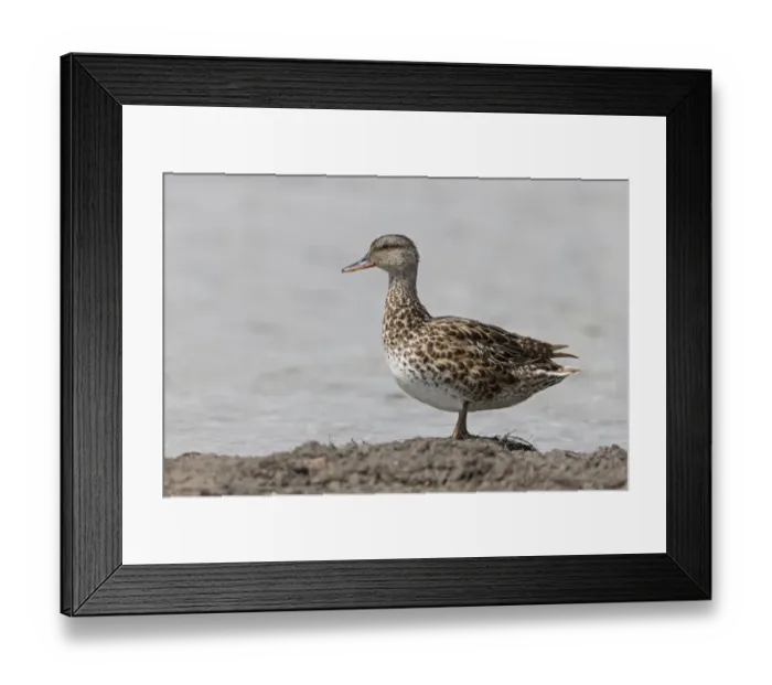 Framed Print : Gadwall (Anas strepera) adult female, standing on mud at edge of water, Suffolk, England, July Framed Print : Gadwall (Anas strepera) adult female, standing on mud at edge of water, Suffolk, England, July