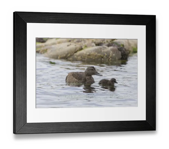 Framed Print : Common Eider (Somateria mollissima) adult female and duckling, swimming, Shetland Islands, Scotland, June