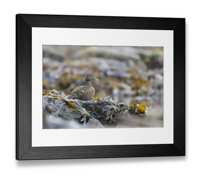 Framed Print : Common Eider (Somateria mollissima) adult female, standing on seaweed covered rocks, Shetland Islands, Scotland, June