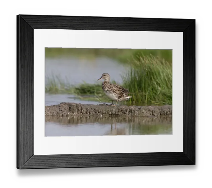 Framed Print : Gadwall (Anas strepera) adult female, standing on mud at edge of water, Suffolk, England, July Framed Print : Gadwall (Anas strepera) adult female, standing on mud at edge of water, Suffolk, England, July