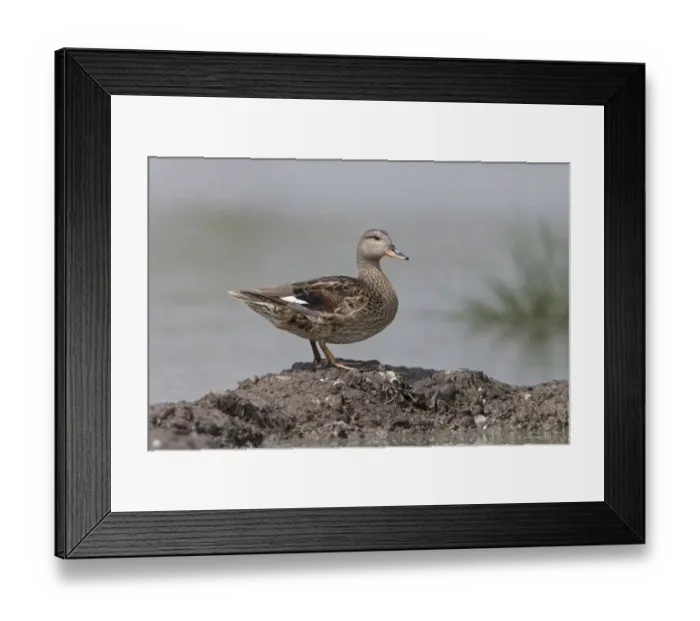 Framed Print : Gadwall (Anas strepera) juvenile, standing on mud at edge of water, Suffolk, England, July Framed Print : Gadwall (Anas strepera) juvenile, standing on mud at edge of water, Suffolk, England, July