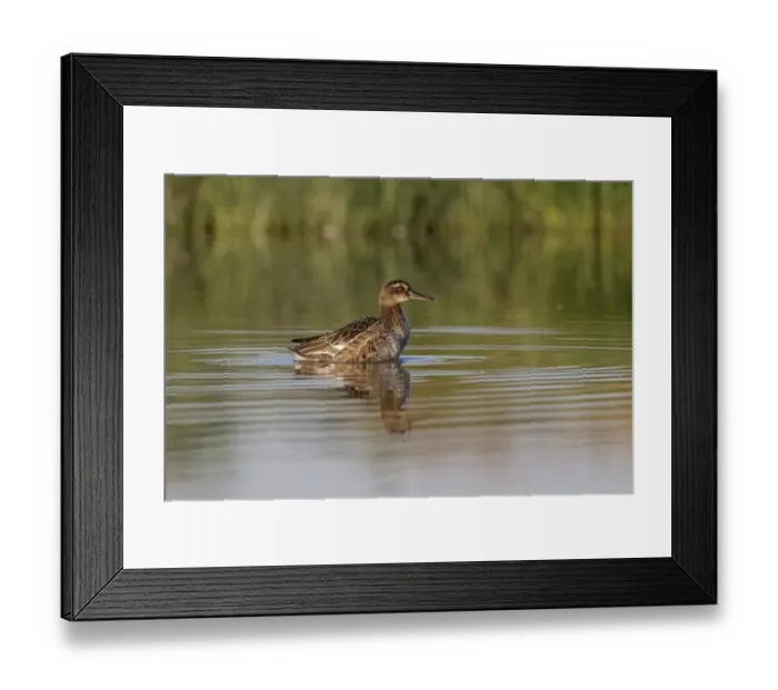 Framed Print : Garganey (Anas querquedula) adult male, eclipse plumage, standing in shallows of pond, Suffolk, England, September Framed Print : Garganey (Anas querquedula) adult male, eclipse plumage, standing in shallows of pond, Suffolk, England, September