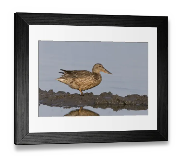 Framed Print : Northern Shoveler (Anas clypeata) adult female, standing on mud at edge of water, Suffolk, England, July
