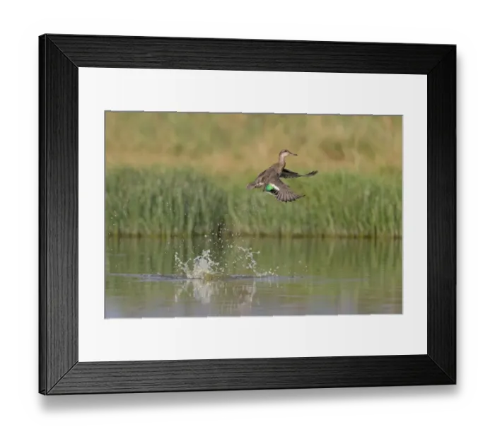 Framed Print : Common Teal (Anas crecca) adult female, in flight, taking off from pond, Suffolk, England, September Framed Print : Common Teal (Anas crecca) adult female, in flight, taking off from pond, Suffolk, England, September