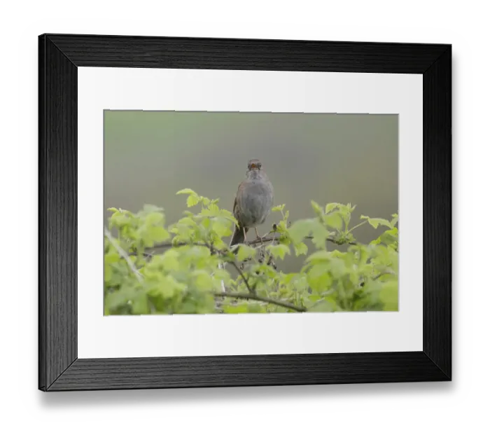 Framed Print : Dunnock (Prunella modularis) adult, singing, perched on bramble stem, West Yorkshire, England, May Framed Print : Dunnock (Prunella modularis) adult, singing, perched on bramble stem, West Yorkshire, England, May