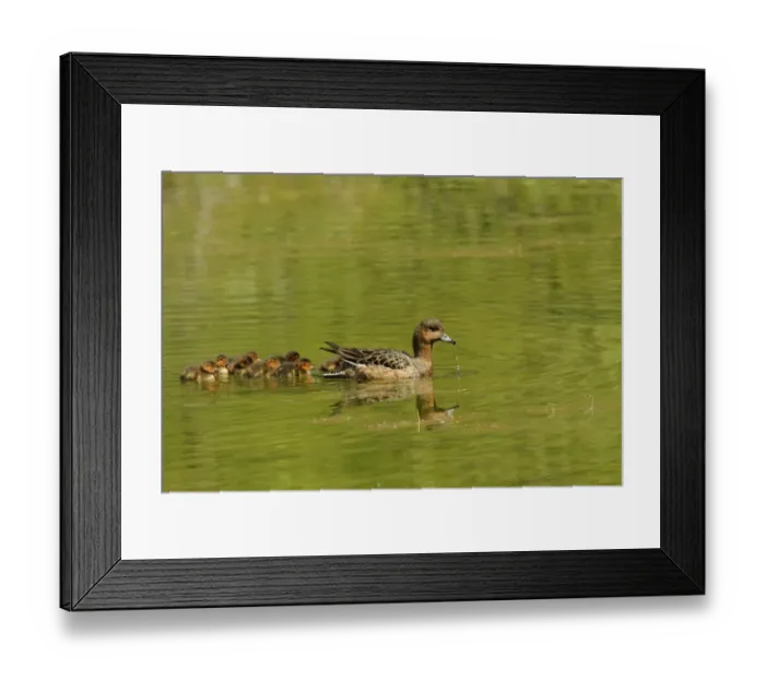 Framed Print : Eurasian Wigeon (Anas penelope) adult female with ducklings, swimming, Northeastern Iceland, June Framed Print : Eurasian Wigeon (Anas penelope) adult female with ducklings, swimming, Northeastern Iceland, June