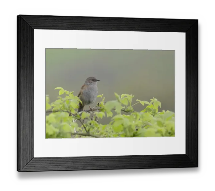 Framed Print : Dunnock (Prunella modularis) adult, perched on bramble stem, West Yorkshire, England, May Framed Print : Dunnock (Prunella modularis) adult, perched on bramble stem, West Yorkshire, England, May