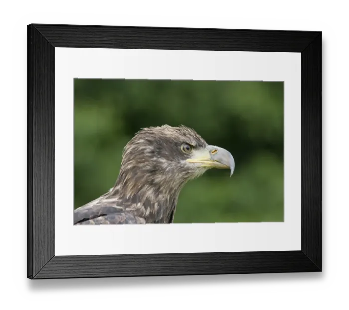 Framed Print : Bald Eagle (Haliaeetus leucocephalus) juvenile, close-up of head, June (captive) Framed Print : Bald Eagle (Haliaeetus leucocephalus) juvenile, close-up of head, June (captive)