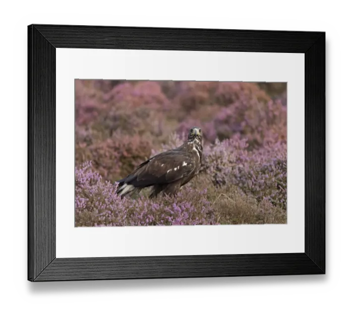 Framed Print : Golden Eagle (Aquila chrysaetos) juvenile, standing amongst flowering heather, September (captive) Framed Print : Golden Eagle (Aquila chrysaetos) juvenile, standing amongst flowering heather, September (captive)