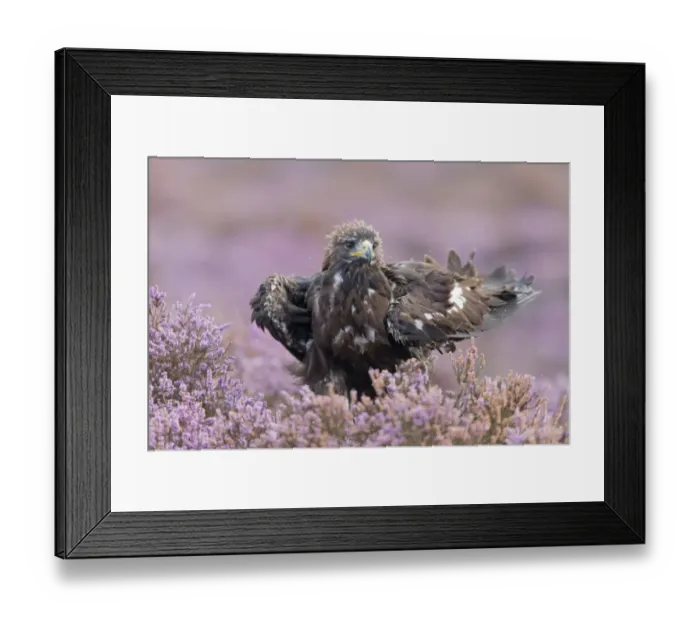 Framed Print : Golden Eagle (Aquila chrysaetos) juvenile, rousing feathers, standing amongst flowering heather, September (captive)
