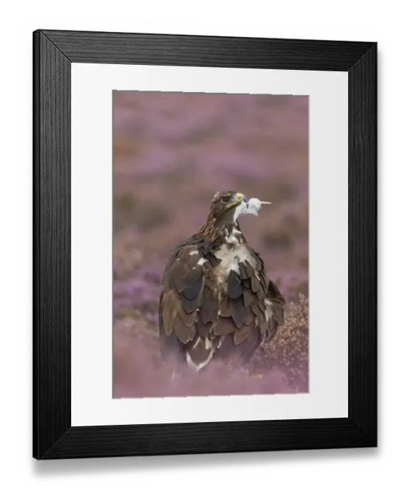 Framed Print : Golden Eagle (Aquila chrysaetos) juvenile, with feather in beak plucked during preening Framed Print : Golden Eagle (Aquila chrysaetos) juvenile, with feather in beak plucked during preening