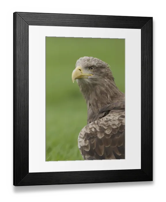 Framed Print : White-tailed Eagle (Haliaeetus albicilla) adult female, close-up of head and breast, North Yorkshire, England Framed Print : White-tailed Eagle (Haliaeetus albicilla) adult female, close-up of head and breast, North Yorkshire, England