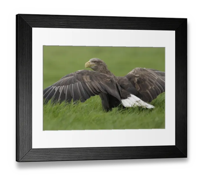 Framed Print : White-tailed Eagle (Haliaeetus albicilla) adult female, with wings spread, standing on grass, North Yorkshire, England Framed Print : White-tailed Eagle (Haliaeetus albicilla) adult female, with wings spread, standing on grass, North Yorkshire, England