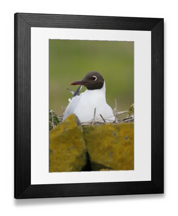 Framed Print : Black-headed Gull (Chroicocephalus ridibundus) adult, breeding plumage, sitting on nest amongst rocks, Northumberland