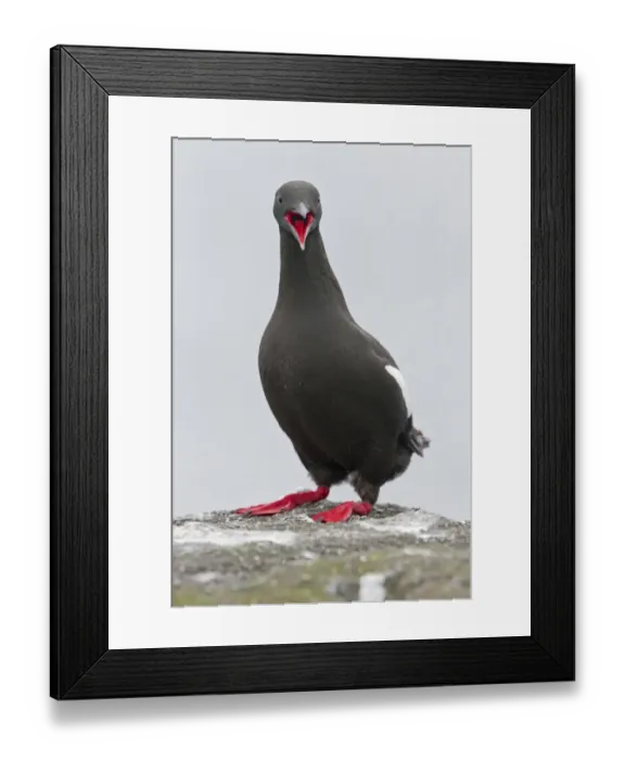 Framed Print : Black Guillemot (Cepphus grylle) adult, breeding plumage, calling, standing on rock, Shetland Islands, Scotland, June