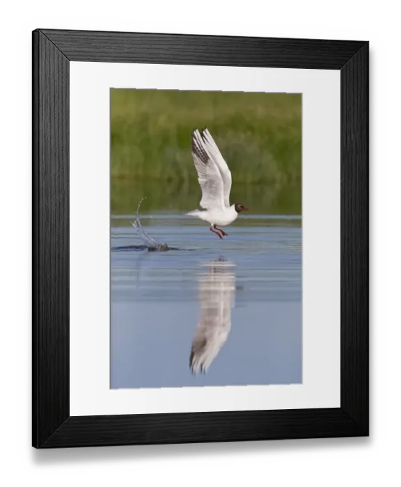 Framed Print : Black-headed Gull (Chroicocephalus ridibundus) adult, breeding plumage, in flight, taking off from pond, Suffolk Framed Print : Black-headed Gull (Chroicocephalus ridibundus) adult, breeding plumage, in flight, taking off from pond, Suffolk