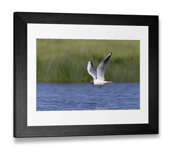 Framed Print : Black-headed Gull (Chroicocephalus ridibundus) adult, breeding plumage, in flight over pond, Suffolk, England, June Framed Print : Black-headed Gull (Chroicocephalus ridibundus) adult, breeding plumage, in flight over pond, Suffolk, England, June