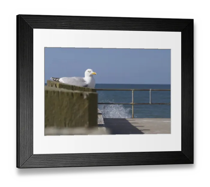 Framed Print : Herring Gull (Larus argentatus) adult, breeding plumage, on seaside jetty, Seaford, East Sussex, England, April Framed Print : Herring Gull (Larus argentatus) adult, breeding plumage, on seaside jetty, Seaford, East Sussex, England, April