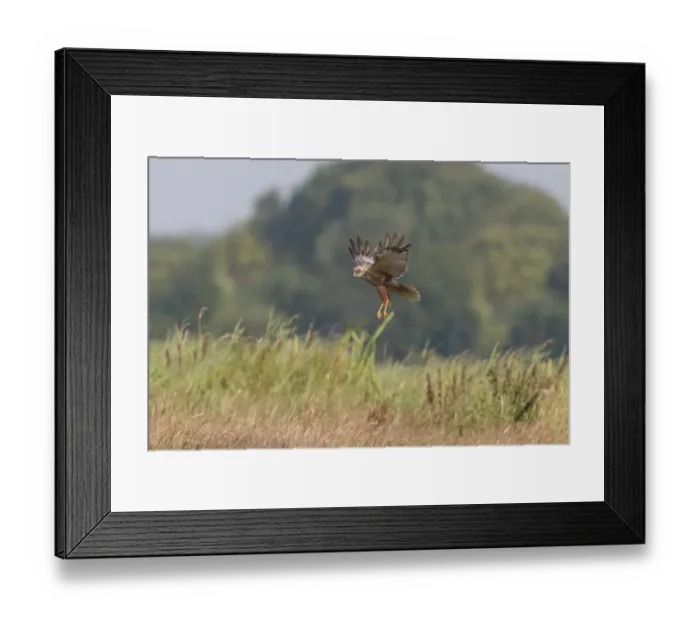 Framed Print : Western Marsh Harrier (Circus aeruginosus) adult male, in flight, hovering above tall grass, Suffolk, England, July Framed Print : Western Marsh Harrier (Circus aeruginosus) adult male, in flight, hovering above tall grass, Suffolk, England, July