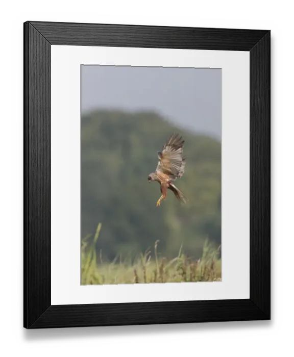 Framed Print : Western Marsh Harrier (Circus aeruginosus) adult male, in flight, hovering above tall grass, Suffolk, England, July Framed Print : Western Marsh Harrier (Circus aeruginosus) adult male, in flight, hovering above tall grass, Suffolk, England, July