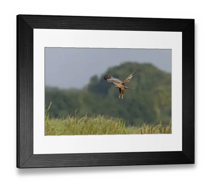 Framed Print : Western Marsh Harrier (Circus aeruginosus) adult male, in flight, hovering above tall grass, Suffolk, England, July Framed Print : Western Marsh Harrier (Circus aeruginosus) adult male, in flight, hovering above tall grass, Suffolk, England, July