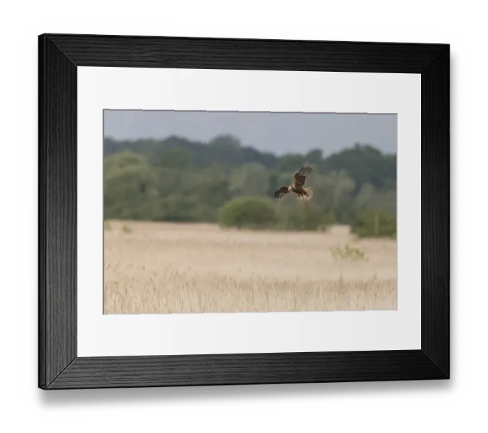 Framed Print : Western Marsh Harrier (Circus aeruginosus) adult female, in flight over reedbed habitat, Minsmere RSPB Reserve Framed Print : Western Marsh Harrier (Circus aeruginosus) adult female, in flight over reedbed habitat, Minsmere RSPB Reserve