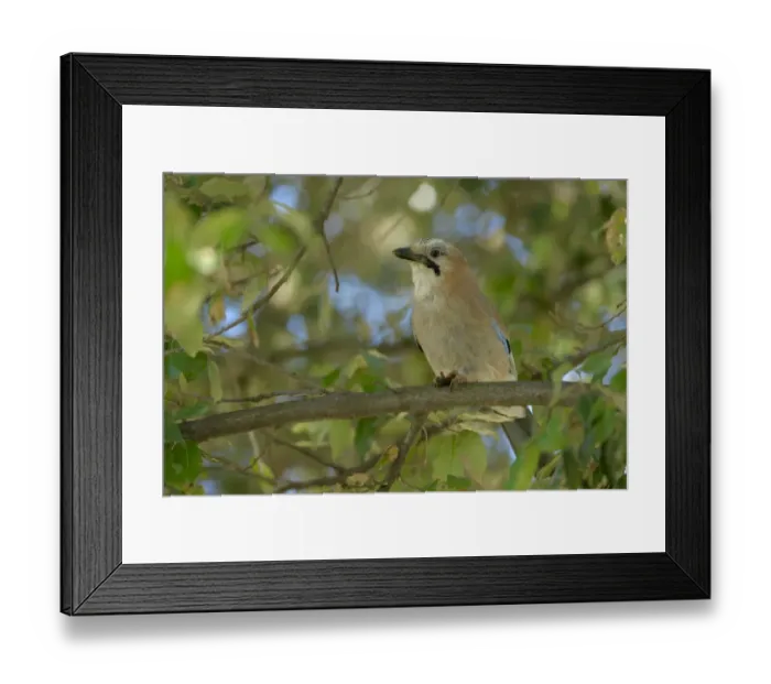 Framed Print : Eurasian Jay (Garrulus glandarius) adult, with food held in feet, perched on Holm Oak (Quercus ilex) branch, Croatia Framed Print : Eurasian Jay (Garrulus glandarius) adult, with food held in feet, perched on Holm Oak (Quercus ilex) branch, Croatia