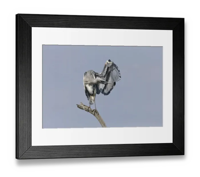Framed Print : Grey Heron (Ardea cinerea) juvenile, preening, standing on branch, Suffolk, England, September