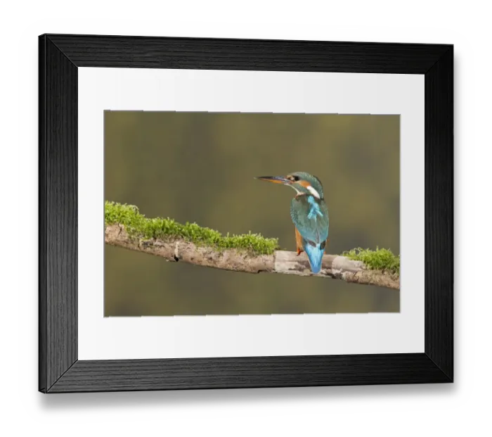 Framed Print : Common Kingfisher (Alcedo atthis) adult female, perched on mossy branch, Suffolk, England, May