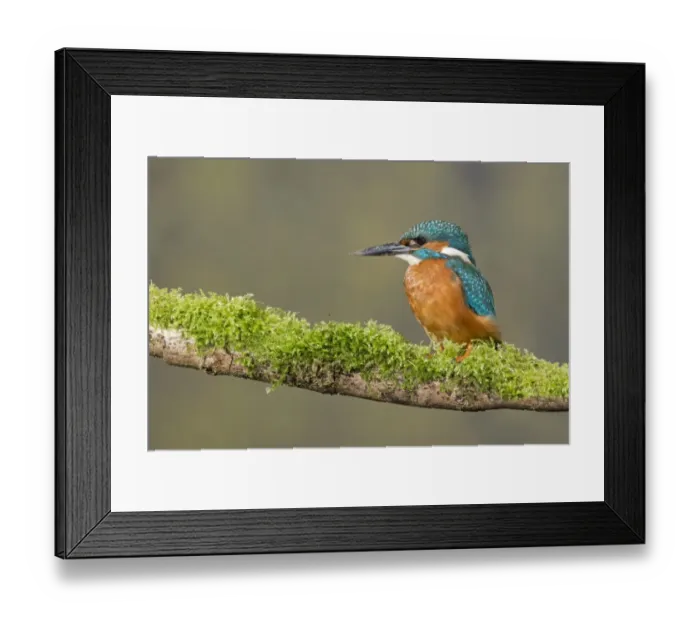 Framed Print : Common Kingfisher (Alcedo atthis) adult male, with mud on beak from digging nest tunnel, perched on mossy branch Framed Print : Common Kingfisher (Alcedo atthis) adult male, with mud on beak from digging nest tunnel, perched on mossy branch