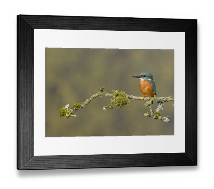 Framed Print : Common Kingfisher (Alcedo atthis) adult male, perched on mossy twig, Suffolk, England, May Framed Print : Common Kingfisher (Alcedo atthis) adult male, perched on mossy twig, Suffolk, England, May