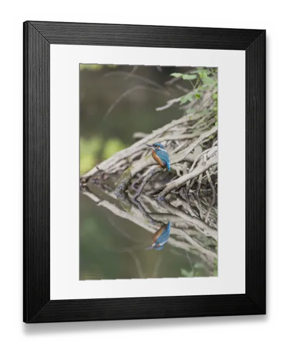 Framed Print : Common Kingfisher (Alcedo atthis) adult male, perched on tree root at edge of water with reflection, Suffolk, England Framed Print : Common Kingfisher (Alcedo atthis) adult male, perched on tree root at edge of water with reflection, Suffolk, England