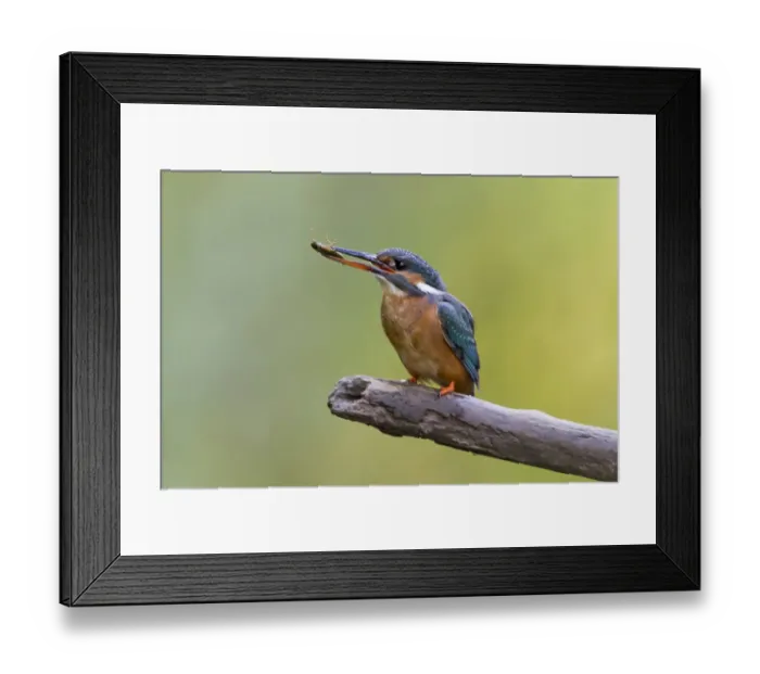 Framed Print : Common Kingfisher (Alcedo atthis) adult female, with dragonfly nymph in beak, perched on branch, Suffolk, England, May Framed Print : Common Kingfisher (Alcedo atthis) adult female, with dragonfly nymph in beak, perched on branch, Suffolk, England, May