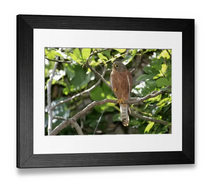 Framed Print : Rock Kestrel (Falco tinnunculus rupicolus) adult male, perched on branch, Western Cape, South Africa, December