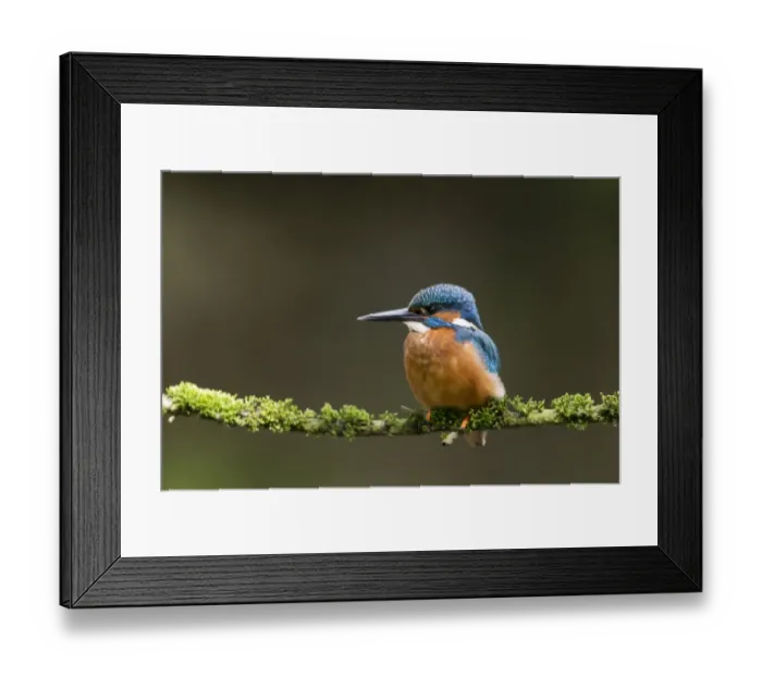 Framed Print : Common Kingfisher (Alcedo atthis) adult male, perched on mossy twig, Suffolk, England, May Framed Print : Common Kingfisher (Alcedo atthis) adult male, perched on mossy twig, Suffolk, England, May