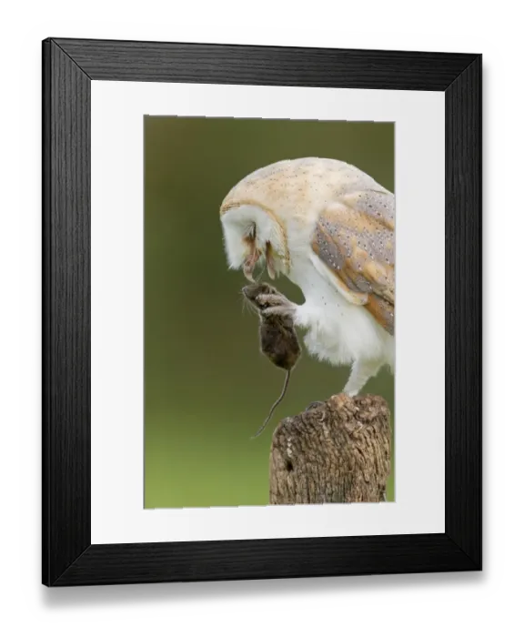 Framed Print : Barn Owl (Tyto alba) adult, with Wood Mouse (Apodemus sylvaticus) prey in talons, perched on fencepost Framed Print : Barn Owl (Tyto alba) adult, with Wood Mouse (Apodemus sylvaticus) prey in talons, perched on fencepost