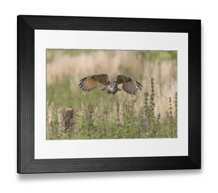 Framed Print : Eurasian Eagle-owl (Bubo bubo) adult, in flight, August (captive)