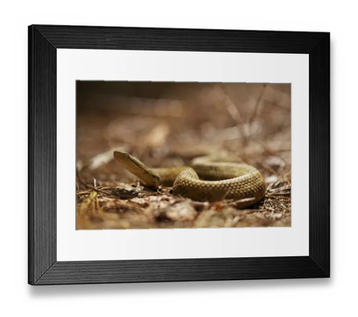 Framed Print : Honduran Montane Pitviper (Cerrophidion wilsoni) adult female, in cloudforest, Cusuco N. P Framed Print : Honduran Montane Pitviper (Cerrophidion wilsoni) adult female, in cloudforest, Cusuco N. P