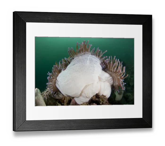 Framed Print : Magnificent Sea Anemone (Heteractis magnifica) adult, with tentacles extended, Kalabahi Bay, Alor Island Framed Print : Magnificent Sea Anemone (Heteractis magnifica) adult, with tentacles extended, Kalabahi Bay, Alor Island