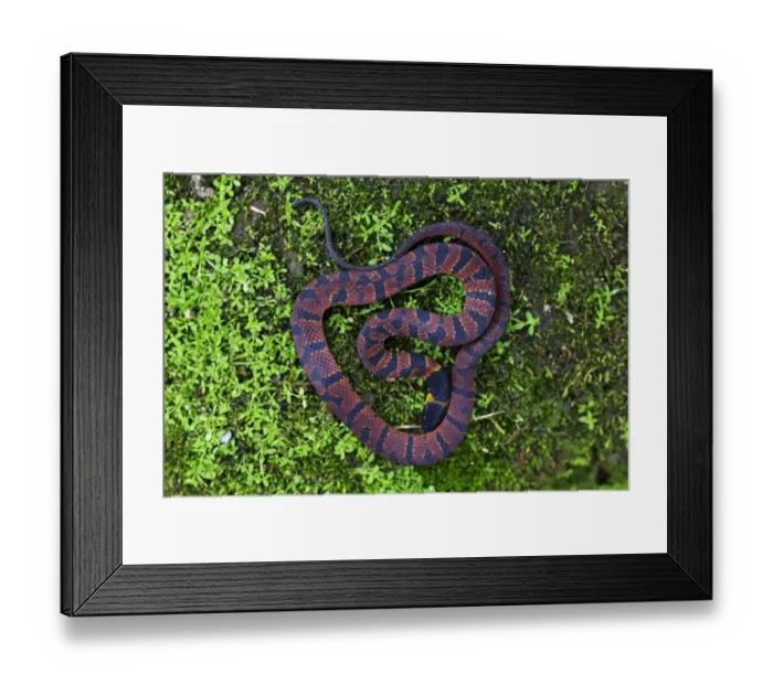 Framed Print : Red Coffee Snake (Ninia sebae) adult male, in cloudforest, Cusuco N. P. Sierra del Merendon, Honduras, July Framed Print : Red Coffee Snake (Ninia sebae) adult male, in cloudforest, Cusuco N. P. Sierra del Merendon, Honduras, July