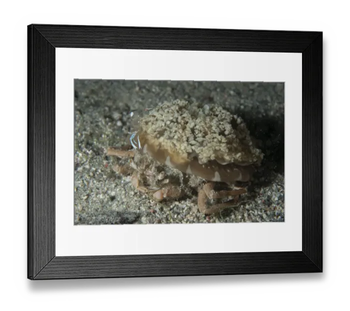 Framed Print : Jellyfish Carry Crab (Ethusa sp. ) adult, carrying Upside-down Jellyfish (Cassiopeia andromeda) Framed Print : Jellyfish Carry Crab (Ethusa sp. ) adult, carrying Upside-down Jellyfish (Cassiopeia andromeda)