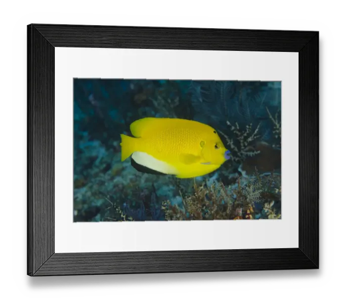 Framed Print : Threespot Angelfish (Apolemichthys trimaculatus) adult, swimming, Tatawa Kecil, between Komodo and Flores Islands Framed Print : Threespot Angelfish (Apolemichthys trimaculatus) adult, swimming, Tatawa Kecil, between Komodo and Flores Islands
