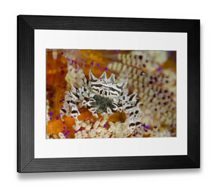 Framed Print : Zebra Urchin Crab (Zebrida adamsii) adult female, carrying eggs beneath abdomen, on Fire Urchin (Asthenosoma varium) Framed Print : Zebra Urchin Crab (Zebrida adamsii) adult female, carrying eggs beneath abdomen, on Fire Urchin (Asthenosoma varium)