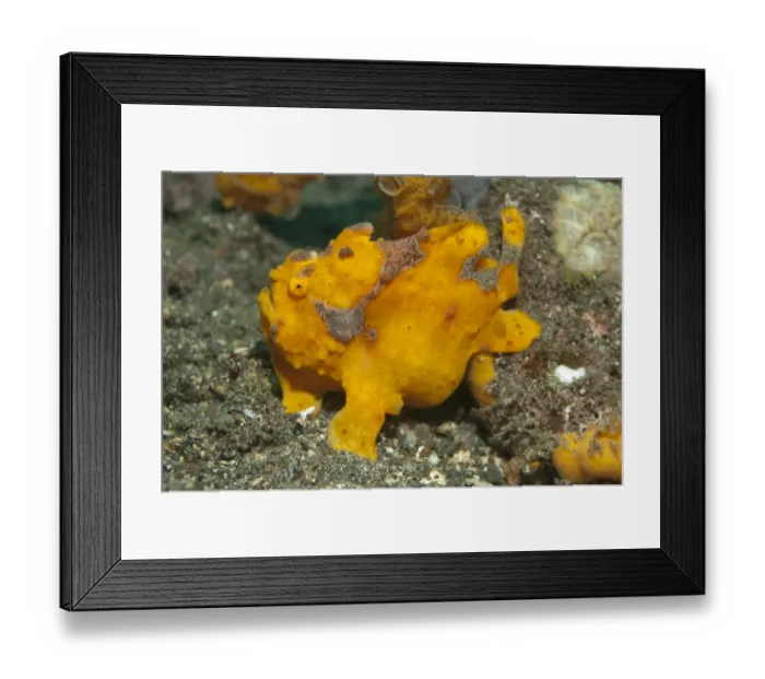 Framed Print : Painted Frogfish (Antennarius pictus) adult, on black sand, Lembeh Straits, Sulawesi, Greater Sunda Islands, Indonesia Framed Print : Painted Frogfish (Antennarius pictus) adult, on black sand, Lembeh Straits, Sulawesi, Greater Sunda Islands, Indonesia