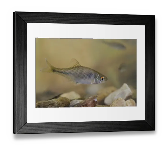 Framed Print : European Bitterling (Rhodeus amarus) adult, in tank, Nottingham, Nottinghamshire, England, October Framed Print : European Bitterling (Rhodeus amarus) adult, in tank, Nottingham, Nottinghamshire, England, October