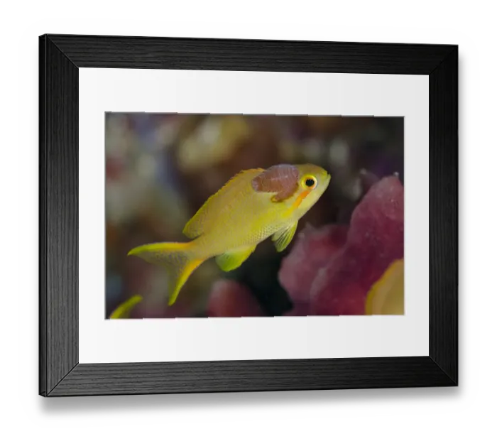 Framed Print : Lyretail Anthias (Pseudanthias squamipinnis) adult female, with Cymathoid Isopod (Cymothoa sp. ) adult pair Framed Print : Lyretail Anthias (Pseudanthias squamipinnis) adult female, with Cymathoid Isopod (Cymothoa sp. ) adult pair