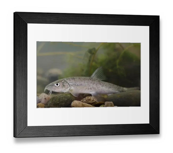 Framed Print : Common Barbel (Barbus barbus) young, in tank, Nottingham, Nottinghamshire, England, October Framed Print : Common Barbel (Barbus barbus) young, in tank, Nottingham, Nottinghamshire, England, October