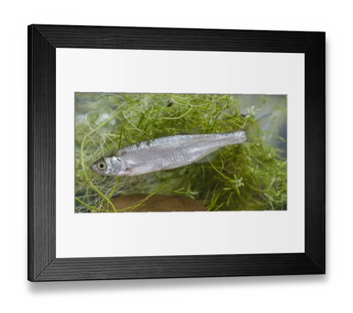 Framed Print : Common Bleak (Alburnus alburnus) adult, swimming, Nottingham, Nottinghamshire, England, August (captive) Framed Print : Common Bleak (Alburnus alburnus) adult, swimming, Nottingham, Nottinghamshire, England, August (captive)