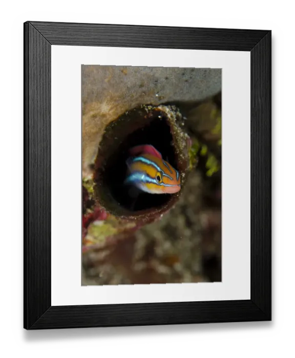 Framed Print : Blue-striped Fangblenny (Plagiotremus rhinorhynchos) orange form, adult, sheltering in hole, Horseshoe Bay, Nusa Kode Framed Print : Blue-striped Fangblenny (Plagiotremus rhinorhynchos) orange form, adult, sheltering in hole, Horseshoe Bay, Nusa Kode